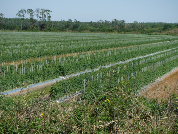 Champ de tomate typique.
