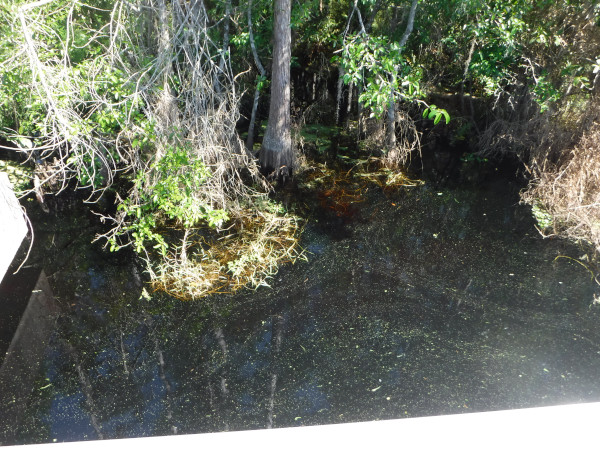 Zut, pas d'alligators. J'ai en d�j� vu plusieurs gros ici.