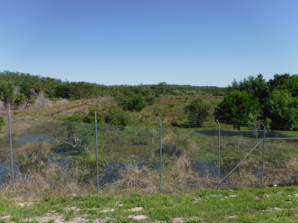 Je vois parfois des familles de chevreuils ici, et des dindons sauvages.