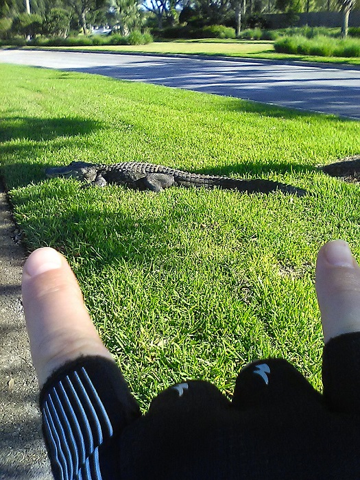 Gentil alligator touristique (non, panique; la ville est venue l'enlever).