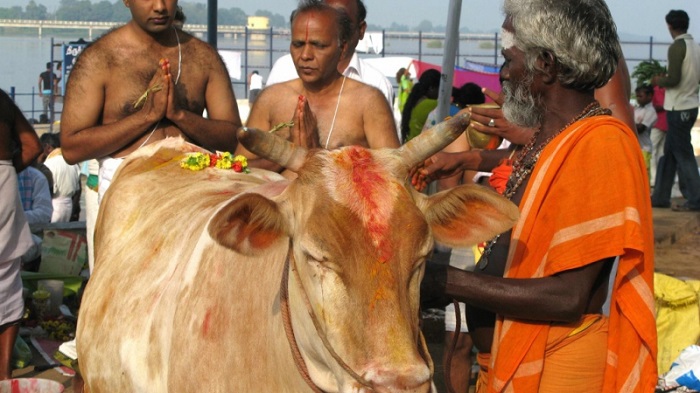 SJU decisions must be adored, not put into question.