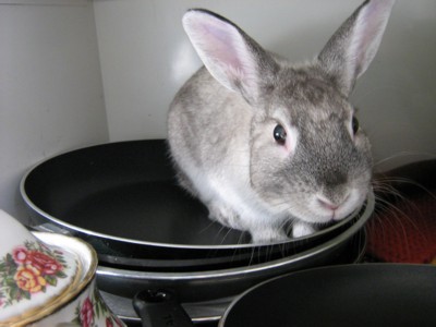 Photo d'un humble cascadeur d�sign� volontaire pour remplacer la vedette Olivier Lepage