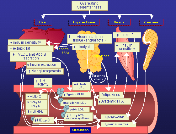 Why is obesity bad? One-slide conclusion of an advanced explanation by Dr. Andr� Tchernof.