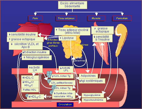 Pourquoi l'ob�sit� est-elle mauvaise? Conclusion en une diapositive d'une explication avanc�e du Dr. Andr� Tchernof.
